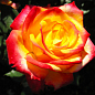 Троянда в контейнері флорибунда "Mein Munchen" (саджанець класу АА+) цена