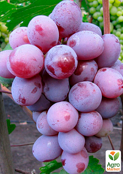 Виноград "Граф Монте Крісто" (ранньо-середній термін дозрівання, морозостійкість до -25⁰С)2