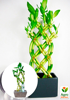 LMTD Бамбук Сандера "Dracaena sanderiana" (висота 20-30см)1