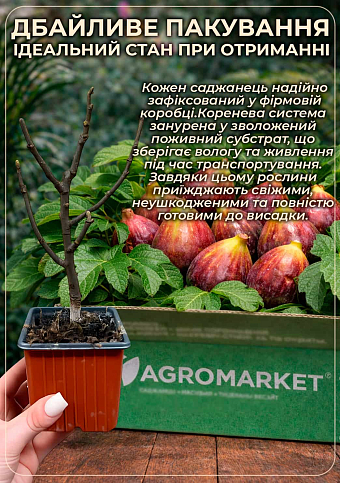 Інжир карликовий "Little Miss Figgy" (солодкий, високоврожайний, ранній сорт) - фото 4