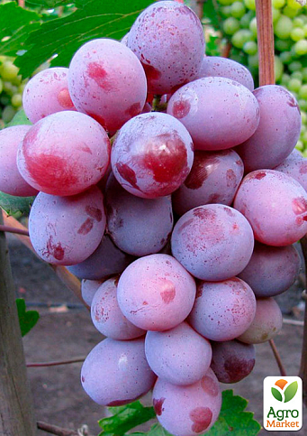 Виноград "Граф Монте Крісто" (ранньо-середній термін дозрівання, морозостійкість до -25⁰С)