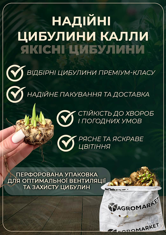 Калла "Purple Sensation" 1шт в упаковке - фото 2