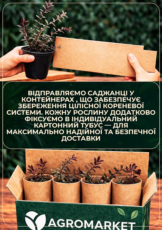 Журавлина "Ерлі блек" (ранні терміни дозрівання, високоврожайний сорт) - фото 3