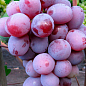 Виноград "Граф Монте Кристо" (ранне-средний срок созревания, морозостойкость до -25⁰С)