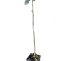 Ель колючая на штамбе "Glauca Pendula" С3, высота 40-50см цена