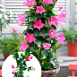 Дипладения 2-х летняя (Mandevilla) "Rosea" (высота 40-50см, подвесной вазон)