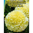 Бархатцы "Аляска" ТМ "Dionysus" 0.5г