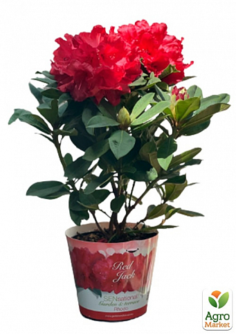 LMTD Рододендрон квітучий 5-річний "Red Jack" (висота 40-50см)  - фото 2