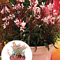 Гаура lindheimeri "Medium Pink" (вазон С1.5, ефектний багаторічник)