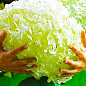 Гортензия древовидная крупноцветковая " Стронг Аннабель" (Hydrangea arborescens “Strong Annabelle”)
