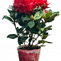 LMTD Рододендрон квітучий 5-річний "Red Jack" (висота 40-50см)  купить