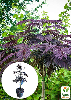 LMTD Альбіція шовкова "Summer Chocolate" (висота 80-100см)7