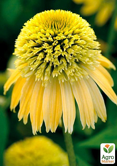 Эхинацея "Eccentric Yellow"10
