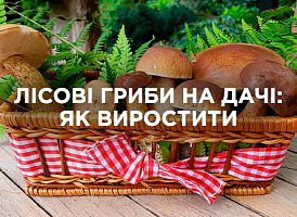 Вирощування лісових грибів на дачі: поради по посадці та догляду | Agro-market