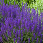 Шалфей Дубравный "Sensation Sky Blue"