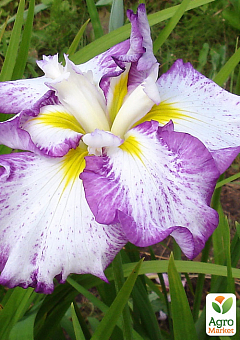 Ірис мечоподібний японський (Iris ensata) "Stippled Ripples"1