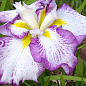 Ірис мечоподібний японський (Iris ensata) "Stippled Ripples"