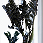 Замиокулькас черный "Raven" (долларовое дерево)  h45-55см
