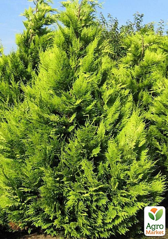 Кипарисовик лавсона "Ivone" (контейнер Р9, высота 8-10см)