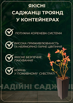 Роза чайно-гибридная "Lancôme" в контейнере, высший сорт2