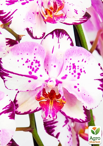 Орхидея (Phalaenopsis) "Magic Art" - фото 3