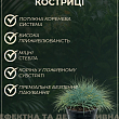 Костриця блакитна "Buddy Bluet" вазон С2, висота 15-30см