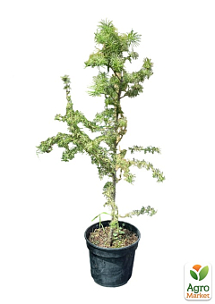 Лиственница европейская 3-х летняя (Larix decidua) С3 высота 40-60см6