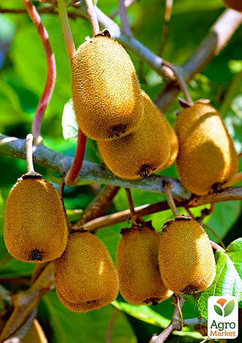Ексклюзив! Ківі коричневий з м'якоттю смарагдового кольору "Бемоль" (flat) (преміальний, самозапильний, болезнеустойчивость сорт)