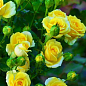 Роза миниатюрная "Доролф" (саженец класса АА+) высший сорт NEW