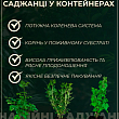 Полуниця садова "Фейт" укорінена у контейнері цена