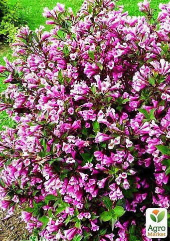 Вейгела цветущая "Пурпуреа"