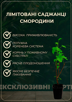 LMTD Смородина "Ben Nevis" (сортовая, укорененная) высота 50-70см5