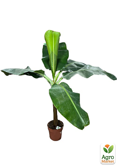 LMTD Банан Карликовый "Dwarf Cavendish" (высота 100-130см)20