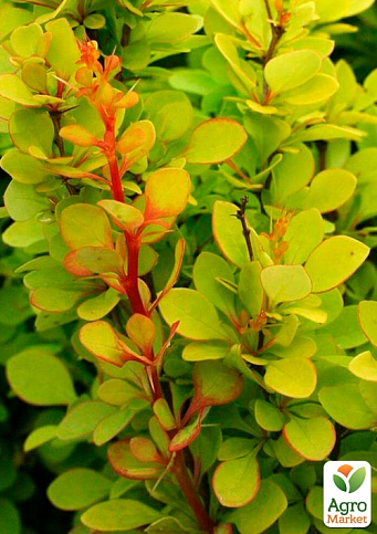 Барбарис Тунберга "Golden Dream"  - фото 5