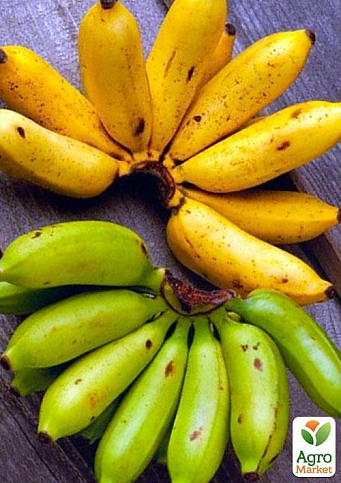 Ексклюзив! Банан карликовий яскраво-жовтого кольору "Сальвадор" (Salvador) (преміальний, високоврожайний, солодкий сорт) - фото 2