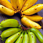 Ексклюзив! Банан карликовий яскраво-жовтого кольору "Сальвадор" (Salvador) (преміальний, високоврожайний, солодкий сорт) купить