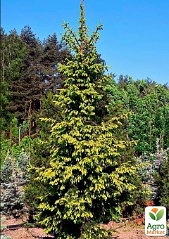 Ялина сербська "Aureа" (ком/сітка) висота 140-160см12