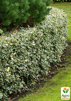 Падуб Остролистный 2-х летний "Argentea Marginata"(С1.5, высота 20-40см)14