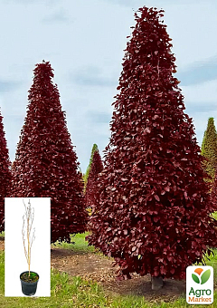 Бук лісовий червонолистий "Rohan Obelisk" С102