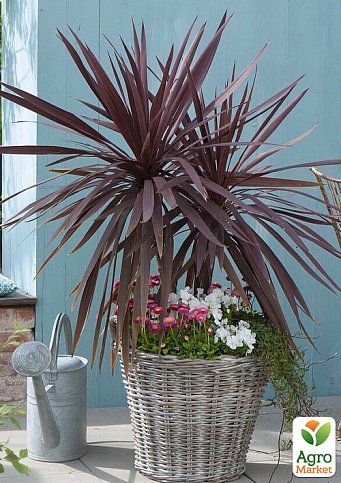 LMTD Корділіна "Red Star" (висота 40-60см) - фото 6