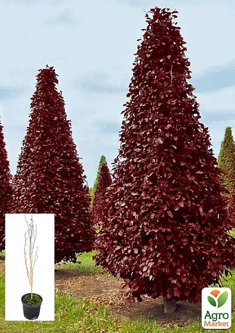 Бук лісовий червонолистий "Rohan Obelisk" С10