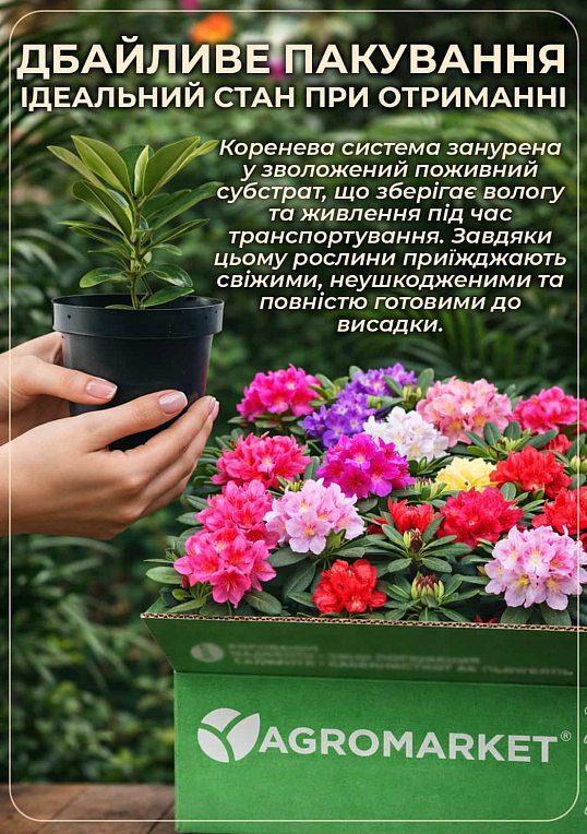 Рододендрон персиковый "Флаутандо" (Flautando)  - фото 4