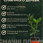 Арбутус розовоцветный "Rubra" (земляничное дерево) вазон Р9 цена