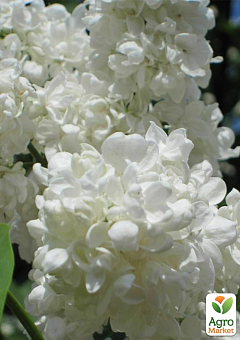 Сирень инвитро "Принцесса Клементина" (Syringa vulgaris "Princesse Clementine") вазон С217