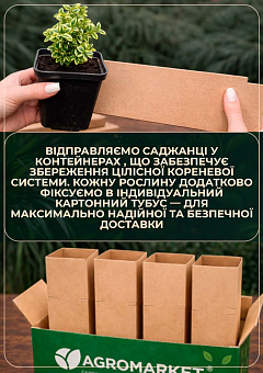 Самшит буксус вічнозелений строкатий «Aureavariegata» (горщик R9)11