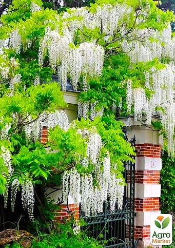 Эксклюзив! Глициния идеально белая "Белый ангел" (White angel) (премиальный очень красивый сорт)