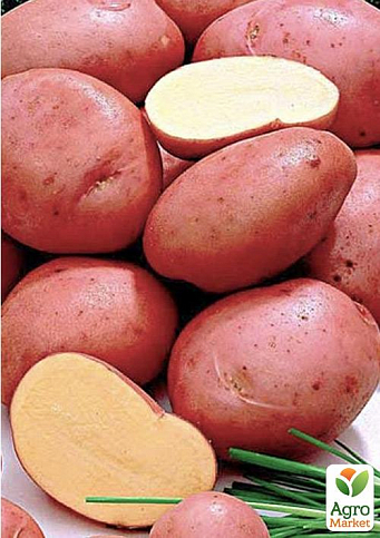 Насіннєва рання картопля "Роза Голд" (на смаження, універсальне застосування, 1 репродукція) 1кг