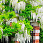 Эксклюзив! Глициния идеально белая "Белый ангел" (White angel) (премиальный очень красивый сорт)