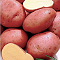 Насіннєва рання картопля "Роза Голд" (на смаження, універсальне застосування, 1 репродукція) 1кг