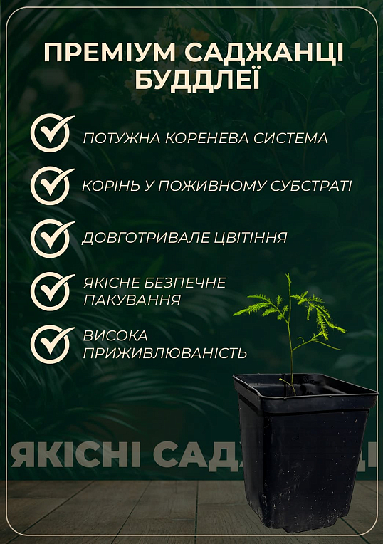 Буддлея Давида "White Profusion"